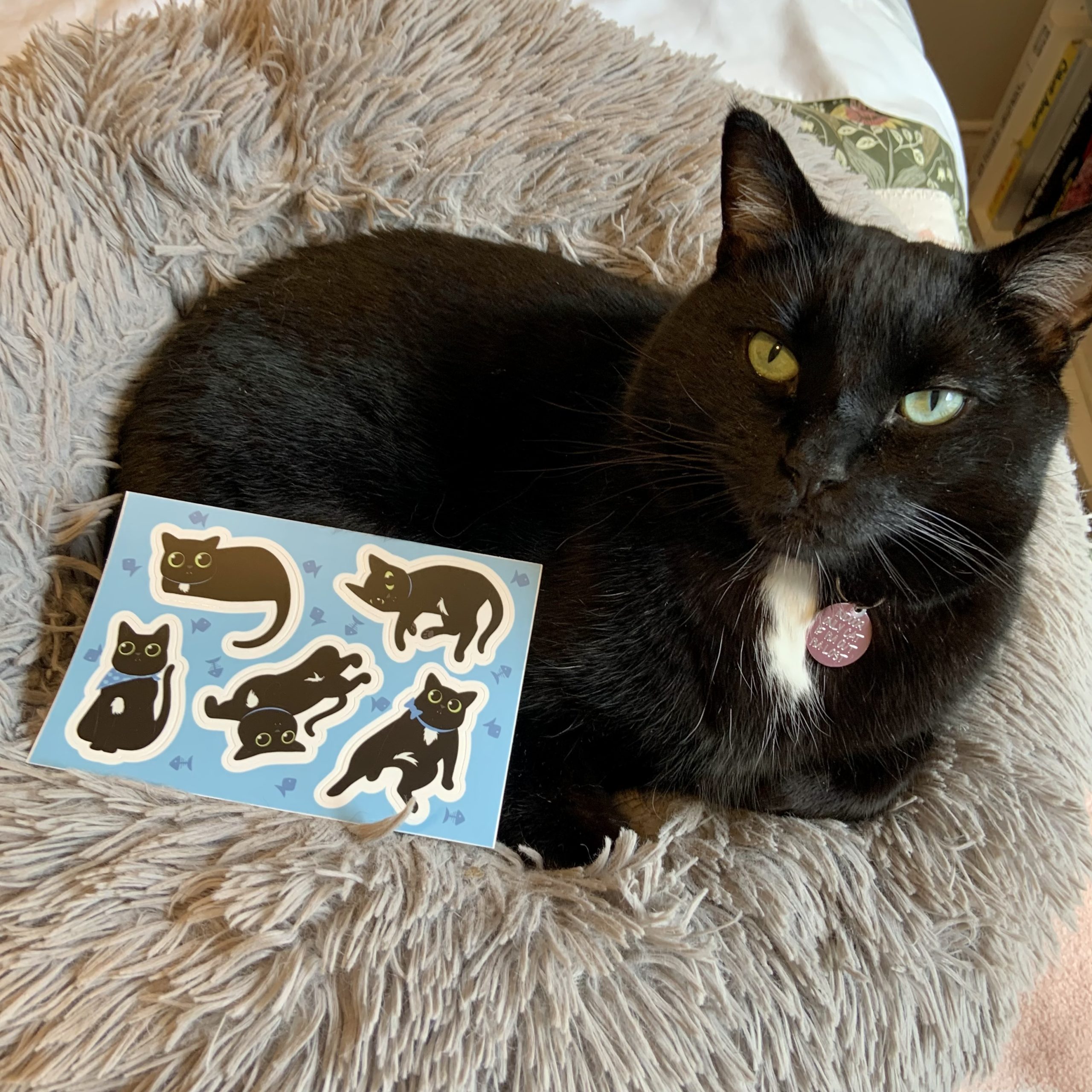A black cat lounging in a fuzzy bed beside a sticker sheet of black cat illustrations inspired by the cat’s poses.